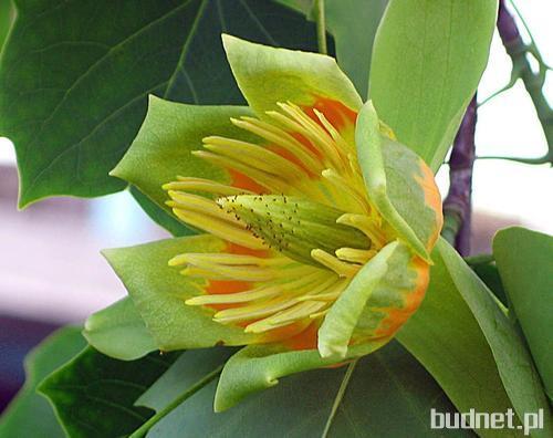 Tulipanowiec - Liliondendron Tulipifera